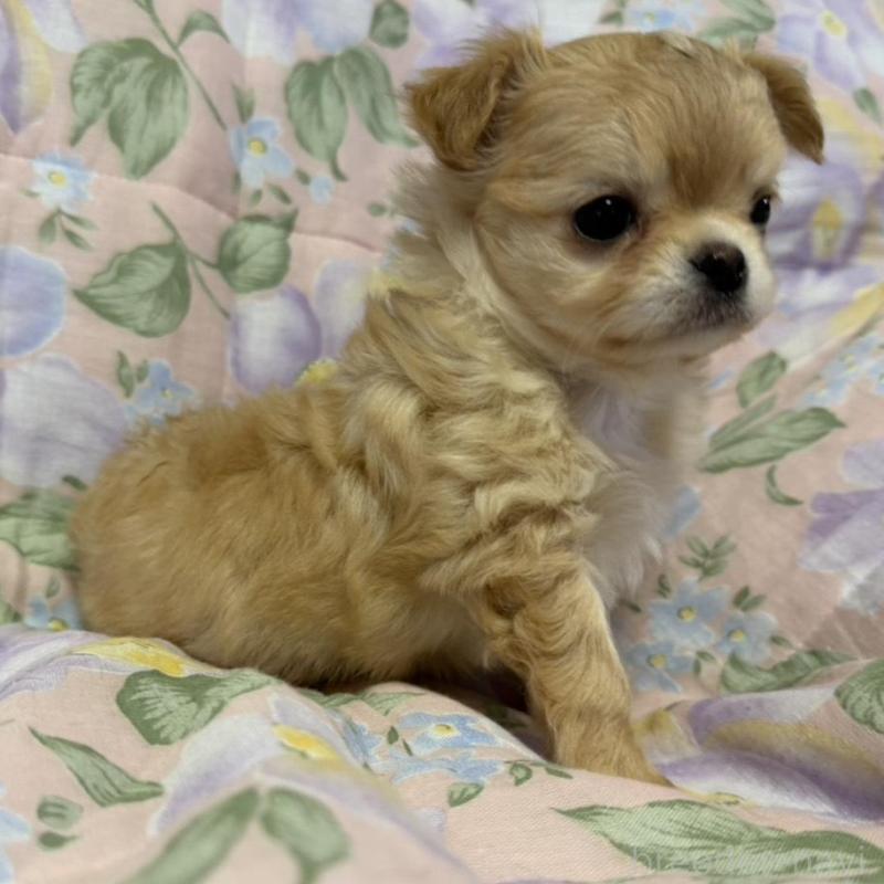 販売中の福岡県のチワワ(ロングコート)-448306の3枚目