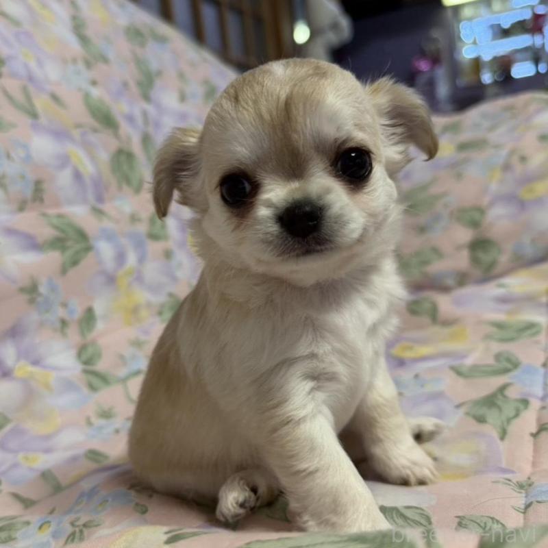 販売中の福岡県のチワワ(ロングコート)-448307の4枚目