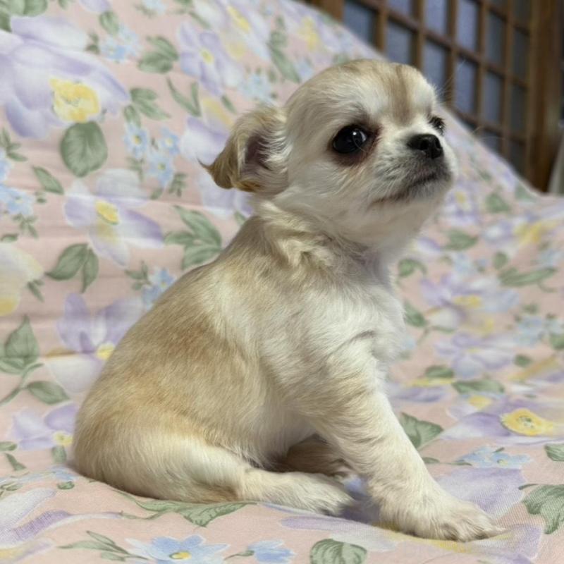 販売中の福岡県のチワワ(ロングコート)-448307の3枚目