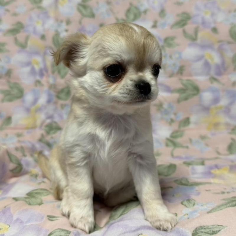 販売中の福岡県のチワワ(ロングコート)-448307の2枚目