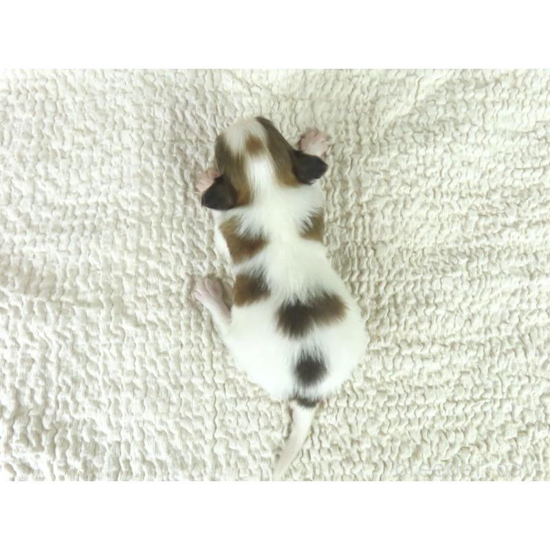 商談中の千葉県のパピヨン-448308の5枚目