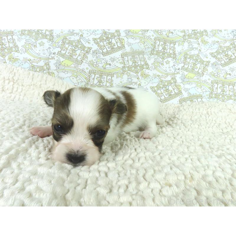 商談中の千葉県のパピヨン-448308の4枚目