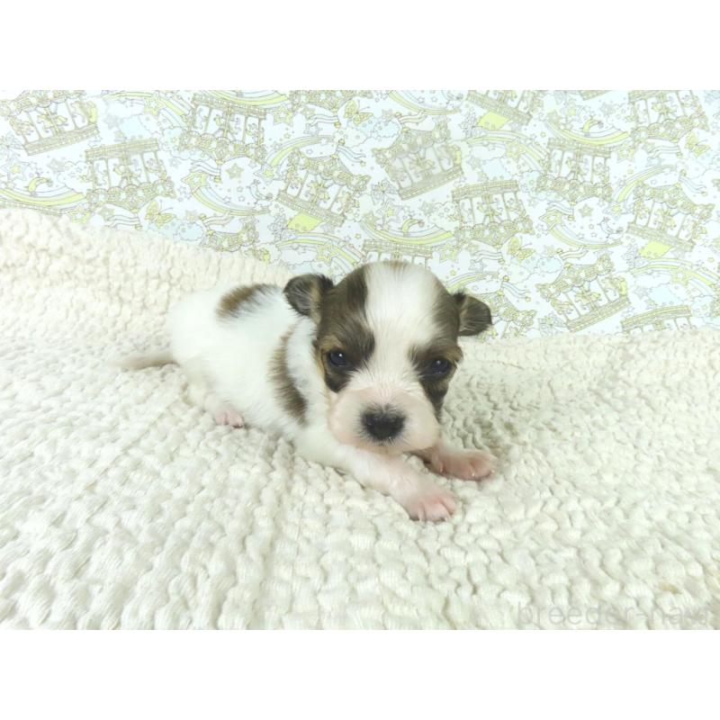 商談中の千葉県のパピヨン-448308の3枚目