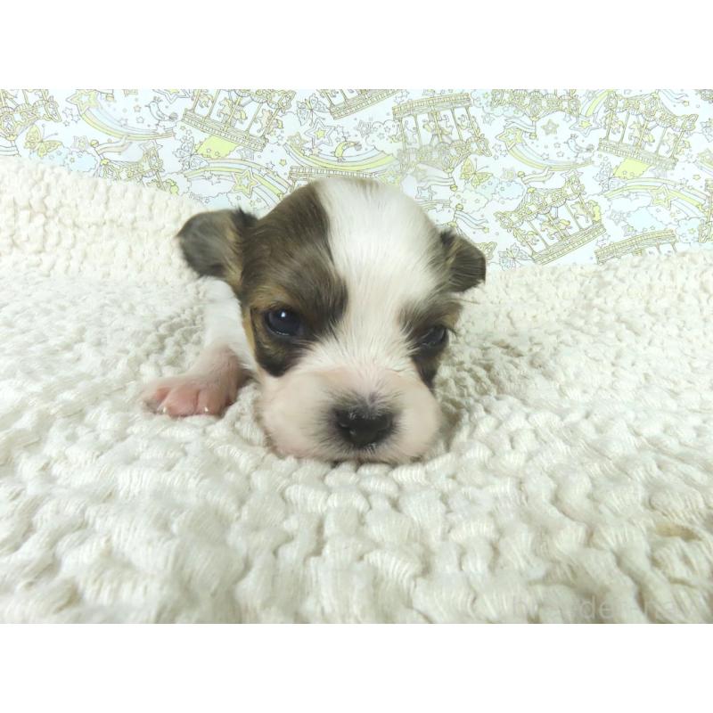 商談中の千葉県のパピヨン-448308の2枚目