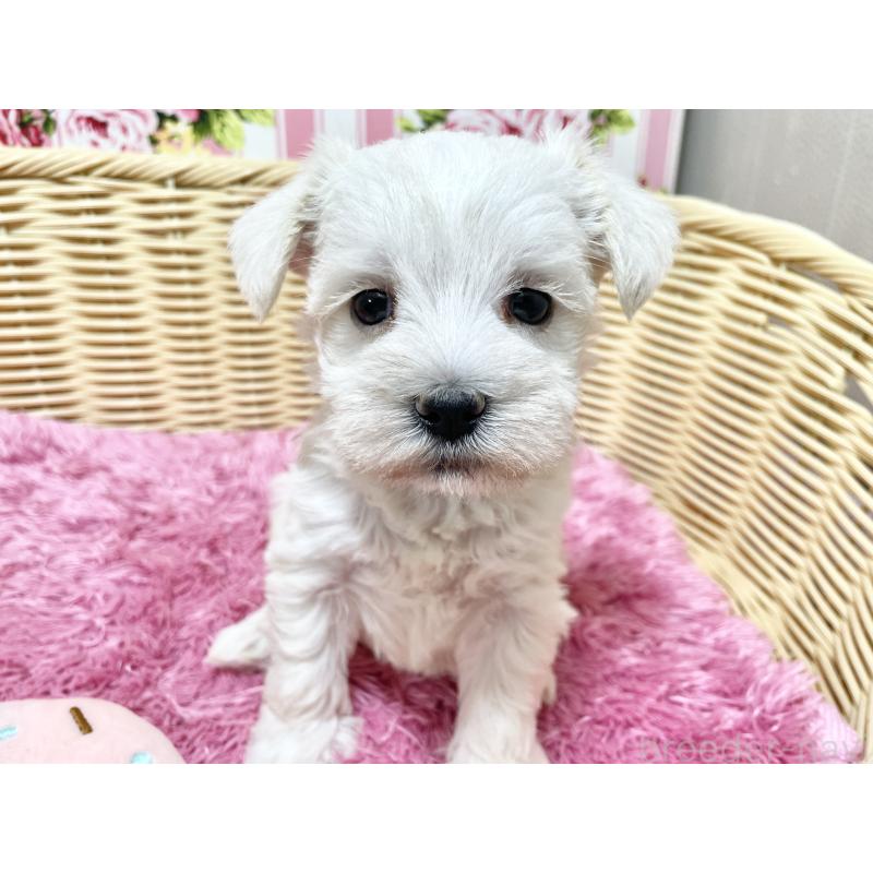 販売中の秋田県のマルシュナ:マルチーズ×ミニチュアシュナウザー-448319の8枚目
