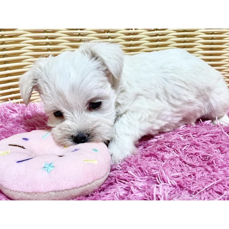 販売中の秋田県のマルシュナ:マルチーズ×ミニチュアシュナウザー-448319の7枚目