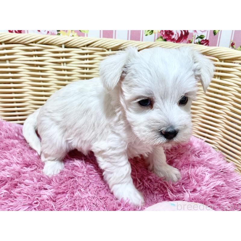 販売中の秋田県のマルシュナ:マルチーズ×ミニチュアシュナウザー-448319の6枚目