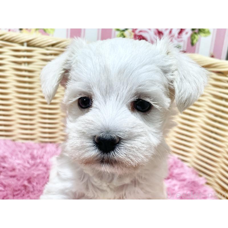 販売中の秋田県のマルシュナ:マルチーズ×ミニチュアシュナウザー-448319の5枚目