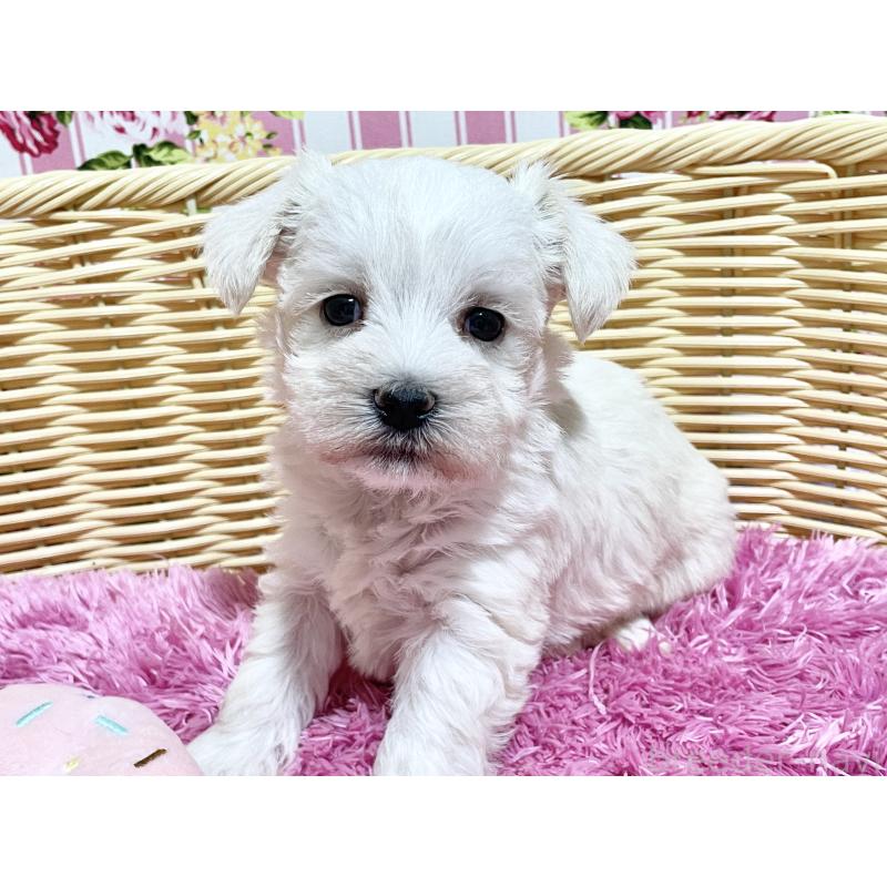 販売中の秋田県のマルシュナ:マルチーズ×ミニチュアシュナウザー-448319の4枚目