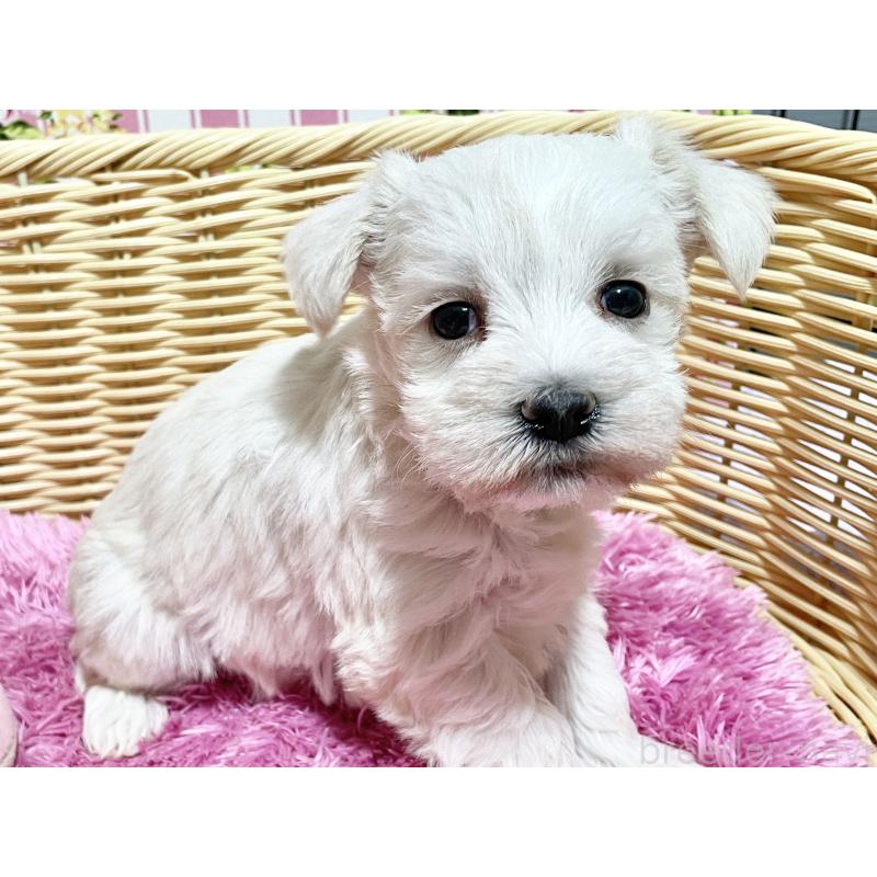 販売中の秋田県のマルシュナ:マルチーズ×ミニチュアシュナウザー-448319の3枚目