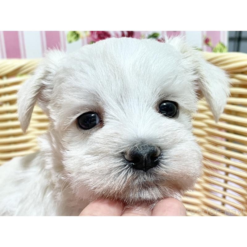 販売中の秋田県のマルシュナ:マルチーズ×ミニチュアシュナウザー-448319の2枚目