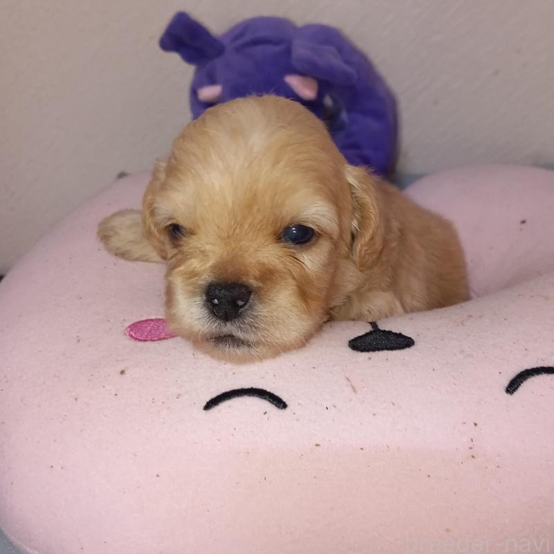 販売中の茨城県のミックス犬-448310の1枚目