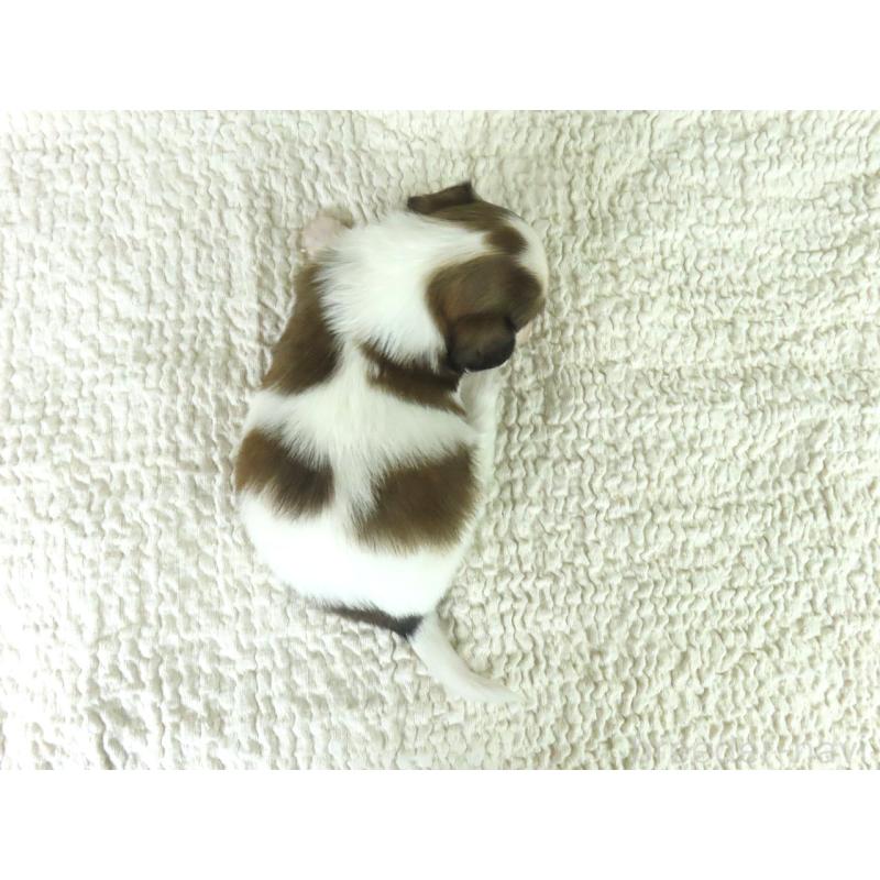 販売中の千葉県のパピヨン-448309の5枚目