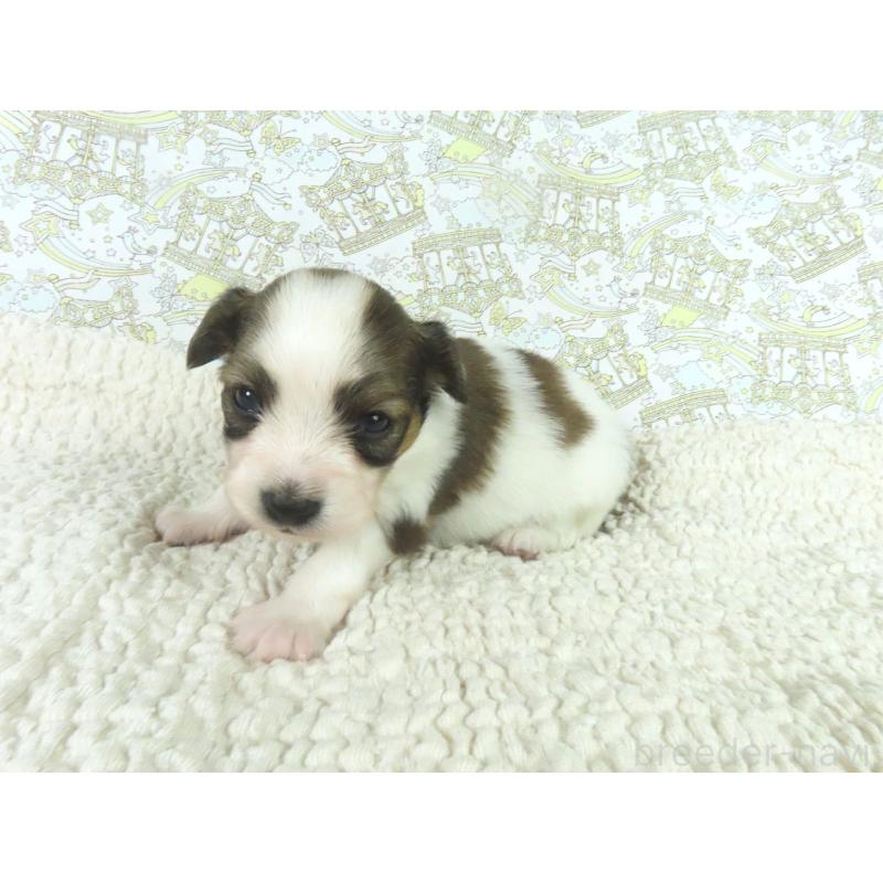 販売中の千葉県のパピヨン-448309の3枚目