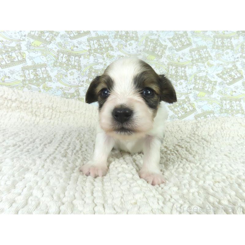 販売中の千葉県のパピヨン-448309の2枚目