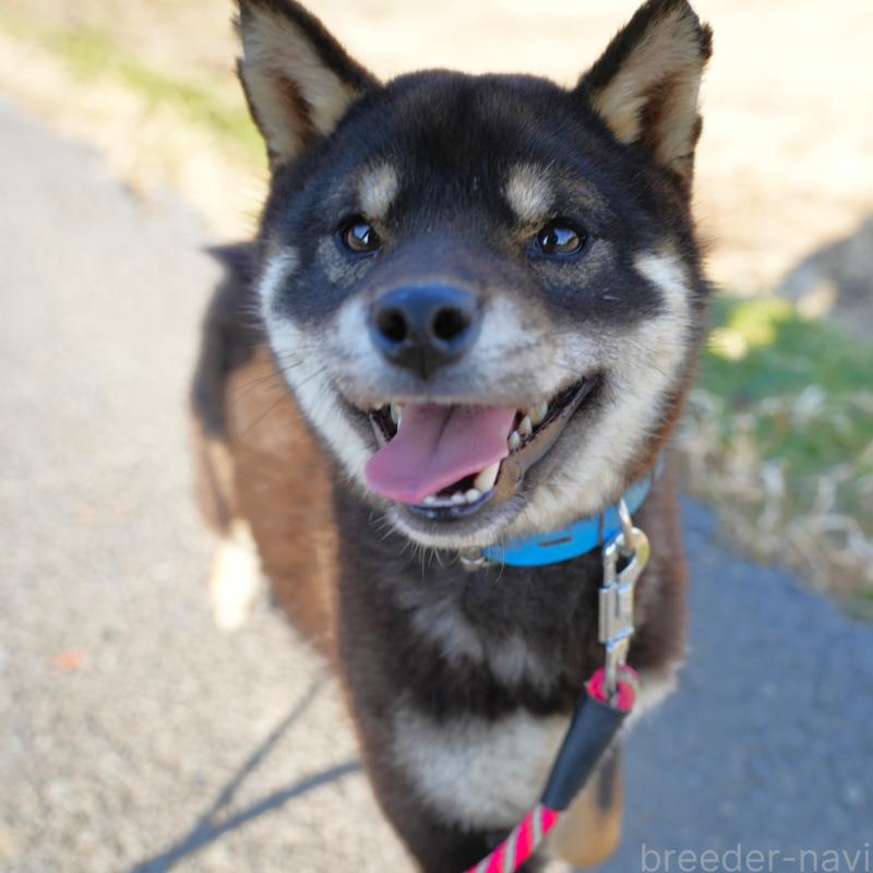 販売中の千葉県の柴犬-448315の15枚目