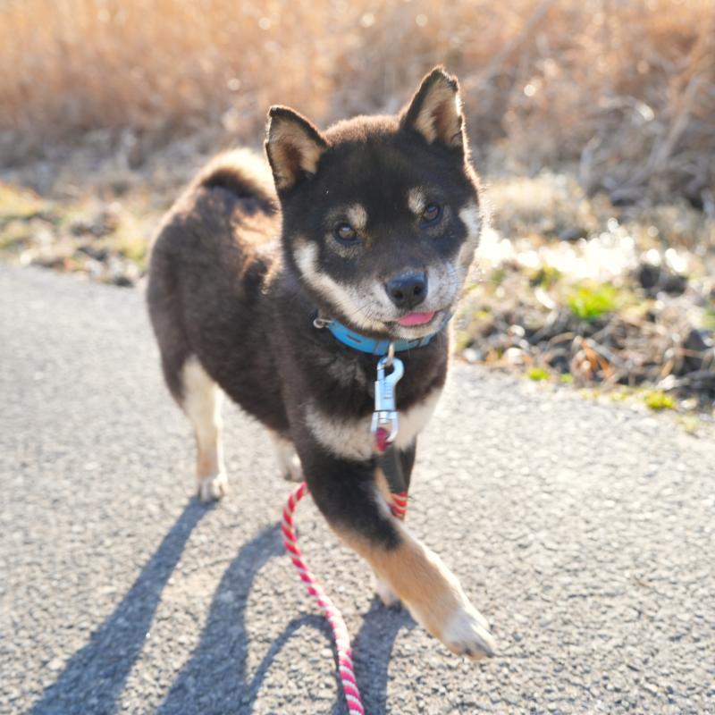 販売中の千葉県の柴犬-448315の14枚目