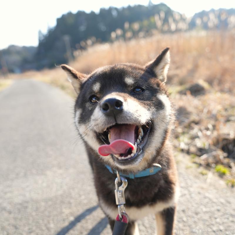 販売中の千葉県の柴犬-448315の13枚目