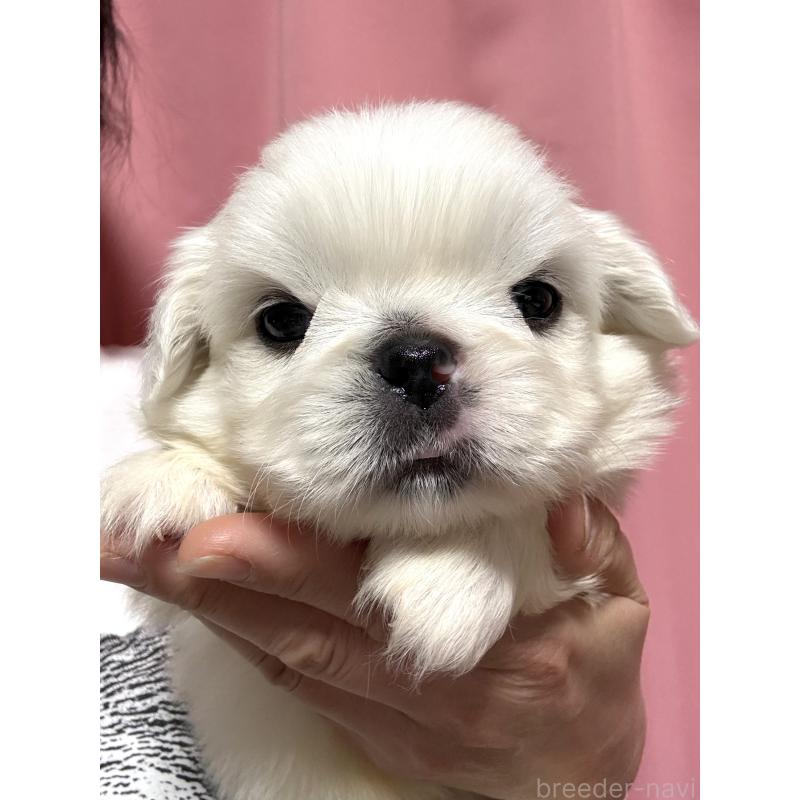 販売中の茨城県のペキニーズ-448311の6枚目