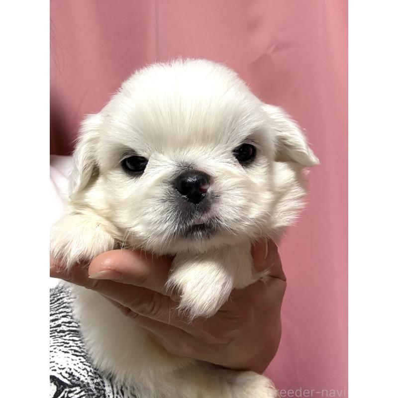 販売中の茨城県のペキニーズ-448311の5枚目