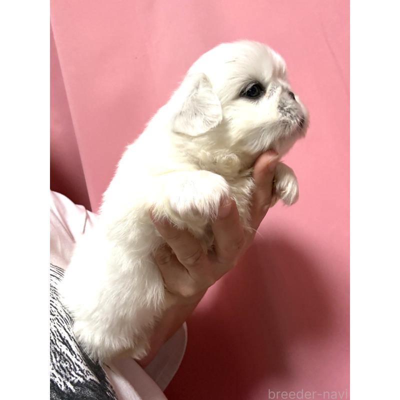 販売中の茨城県のペキニーズ-448311の4枚目