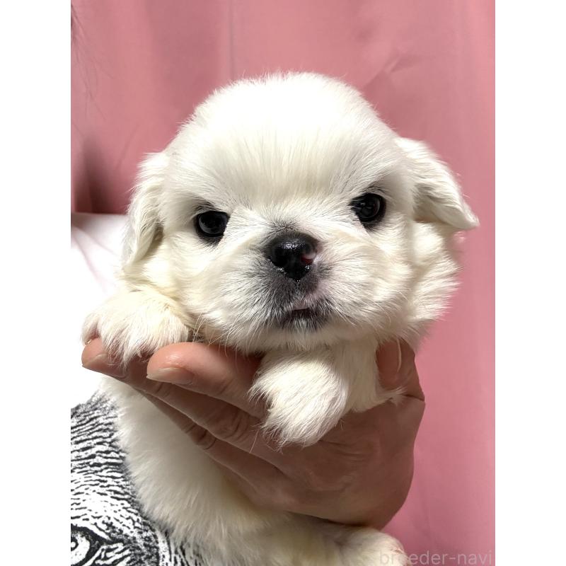 販売中の茨城県のペキニーズ-448311の3枚目