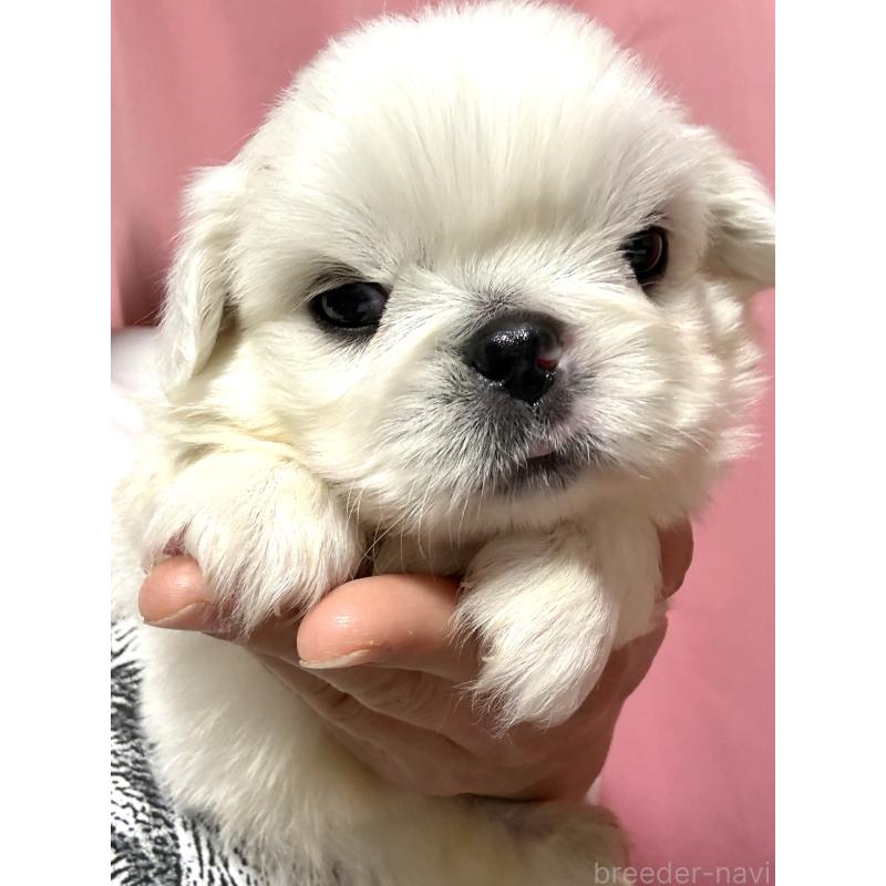 販売中の茨城県のペキニーズ-448311の2枚目