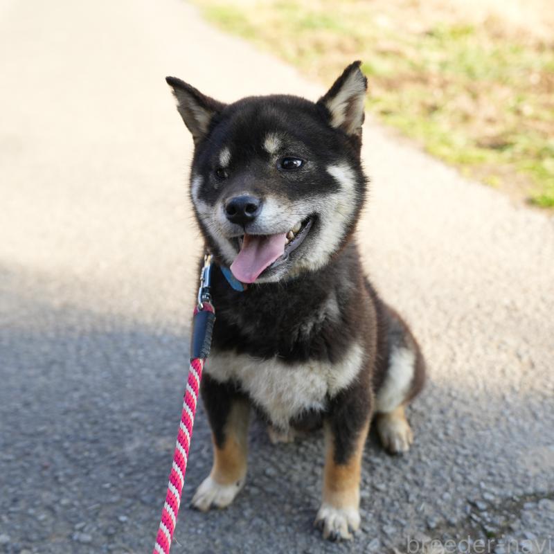 販売中の千葉県の柴犬-448315の9枚目
