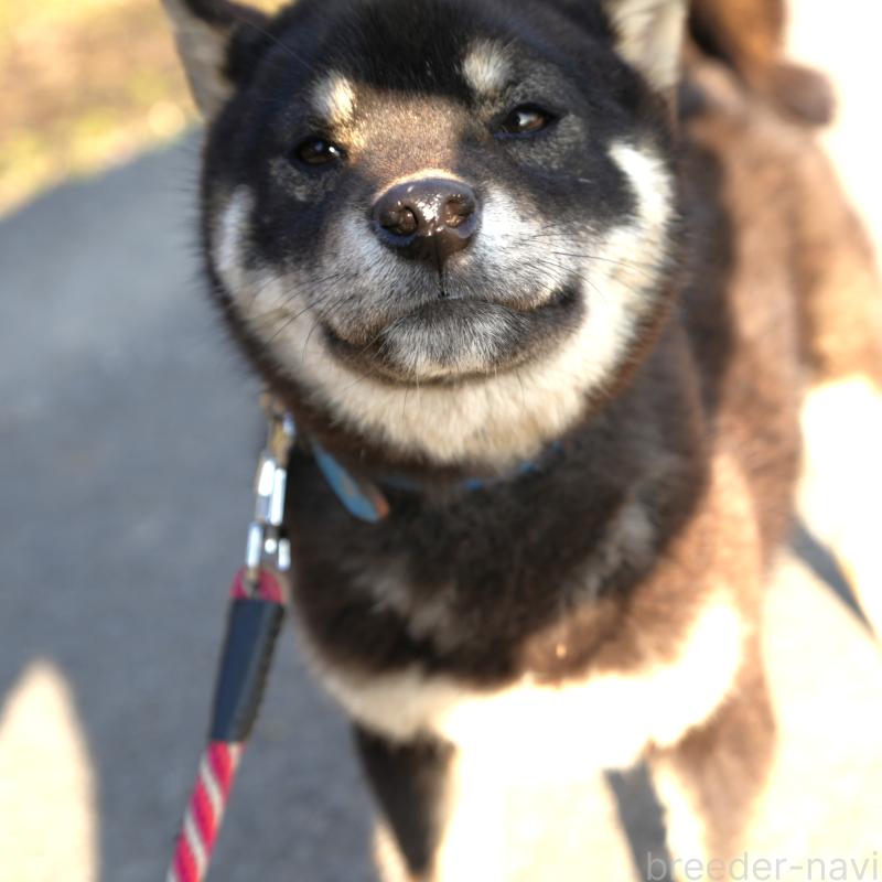 販売中の千葉県の柴犬-448315の7枚目