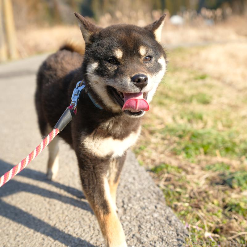 販売中の千葉県の柴犬-448315の6枚目