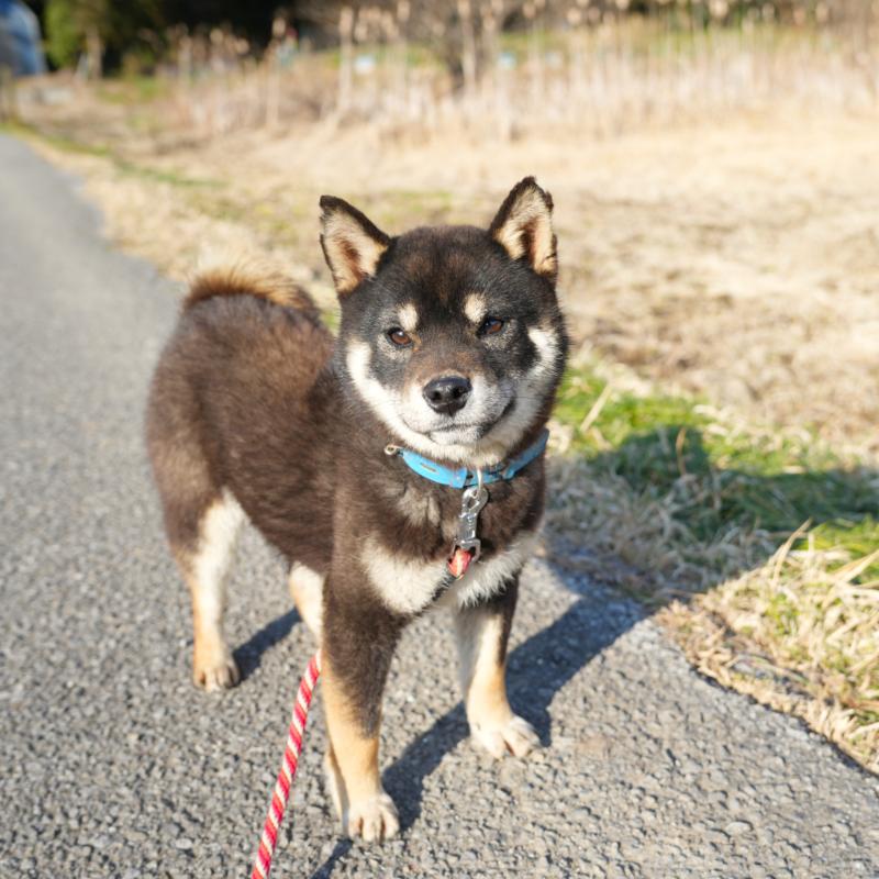 販売中の千葉県の柴犬-448315の5枚目