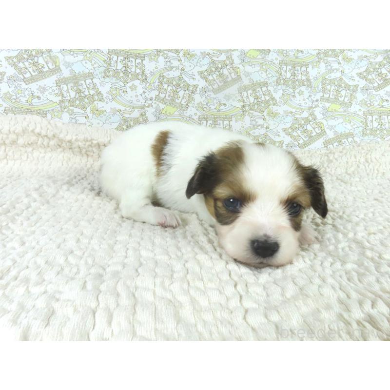 販売中の千葉県のパピヨン-448312の4枚目