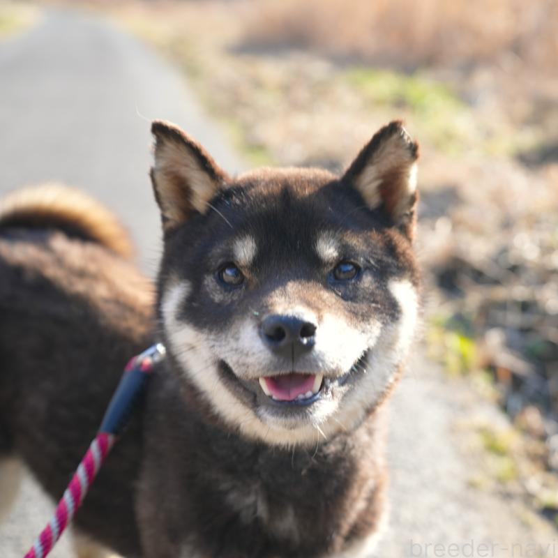 販売中の千葉県の柴犬-448315の4枚目