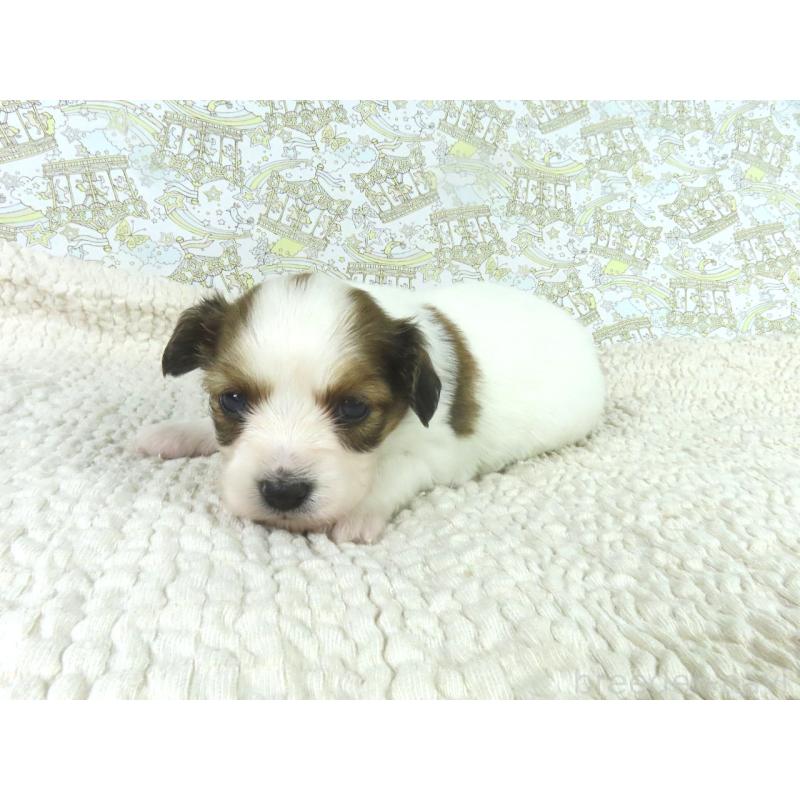 販売中の千葉県のパピヨン-448312の3枚目