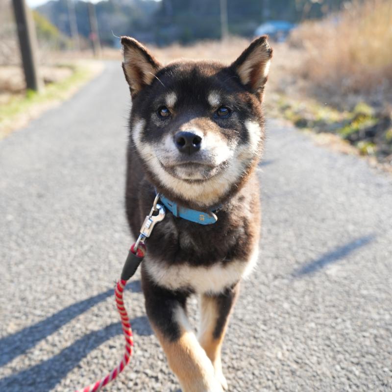 販売中の千葉県の柴犬-448315の3枚目