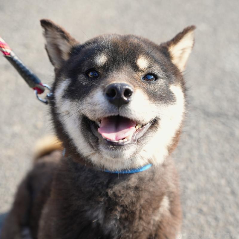 販売中の千葉県の柴犬-448315の2枚目