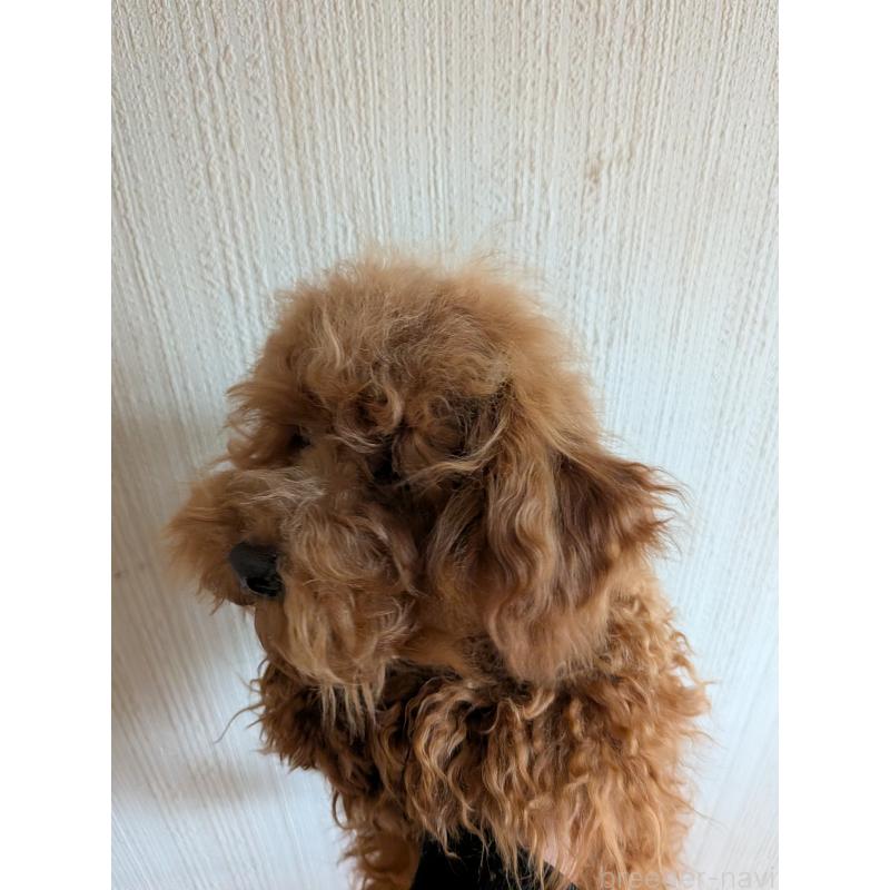 販売中の茨城県のトイプードル-448313の3枚目