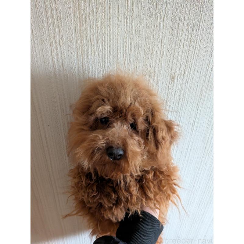 販売中の茨城県のトイプードル-448313の2枚目