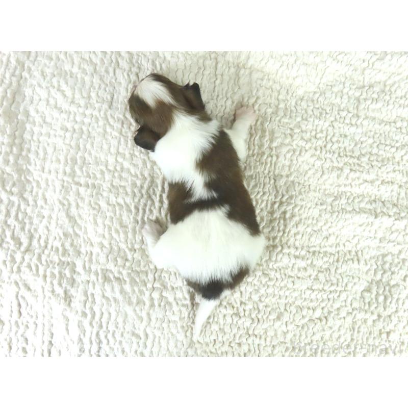 販売中の千葉県のパピヨン-448314の5枚目