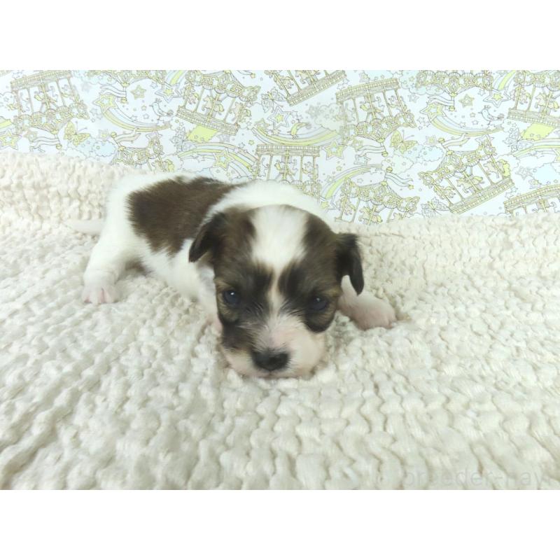 販売中の千葉県のパピヨン-448314の4枚目