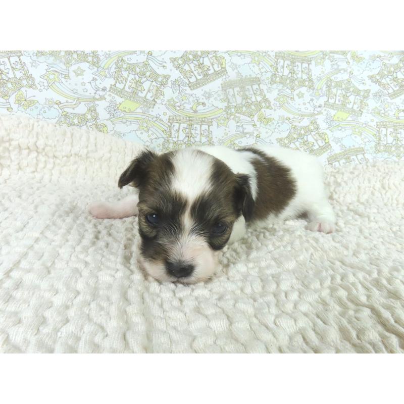 販売中の千葉県のパピヨン-448314の3枚目