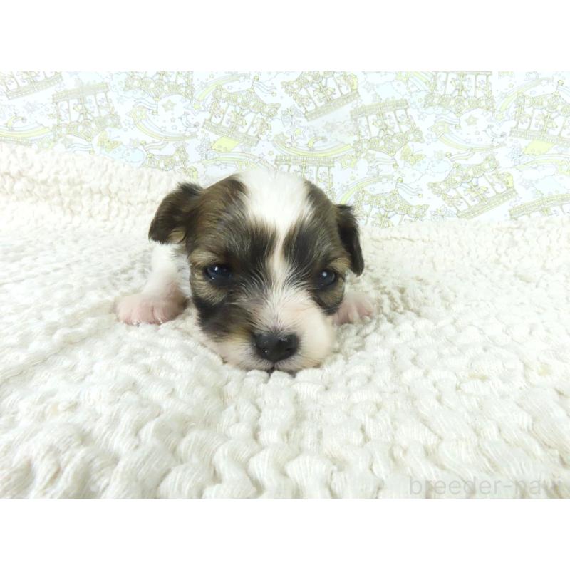 販売中の千葉県のパピヨン-448314の2枚目