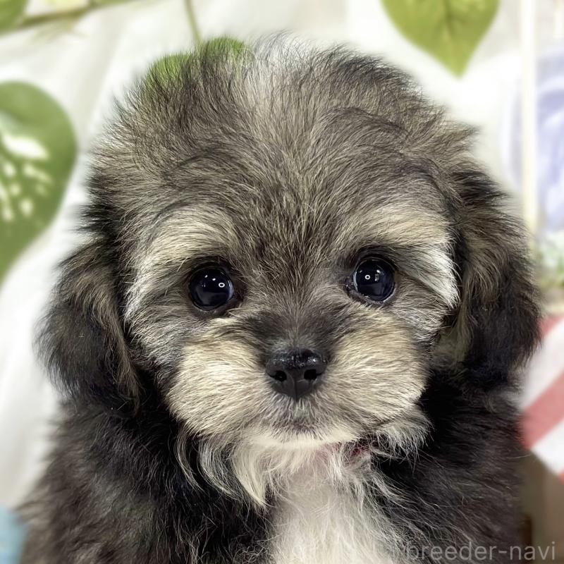 販売中ののチワプー:チワワ×トイプードル-447414