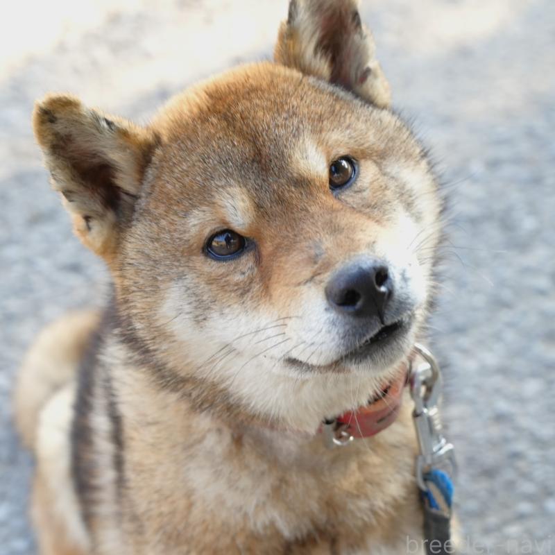 販売中の千葉県の柴犬-408687の1枚目