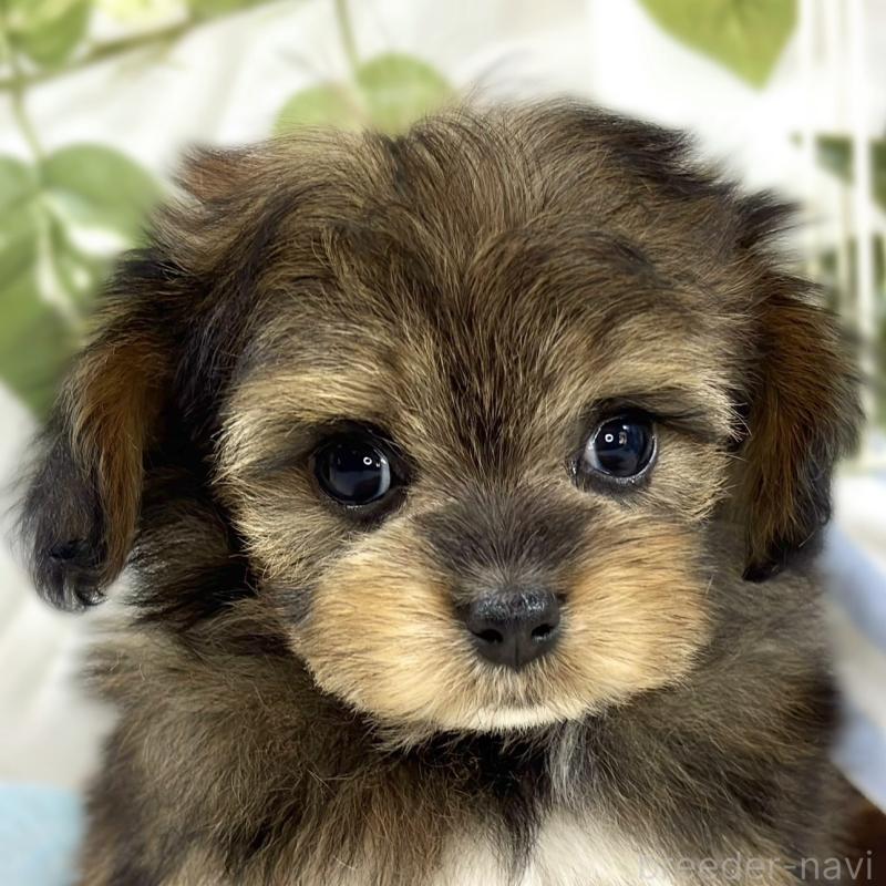 販売中の滋賀県のチワプー:チワワ×トイプードル-447416