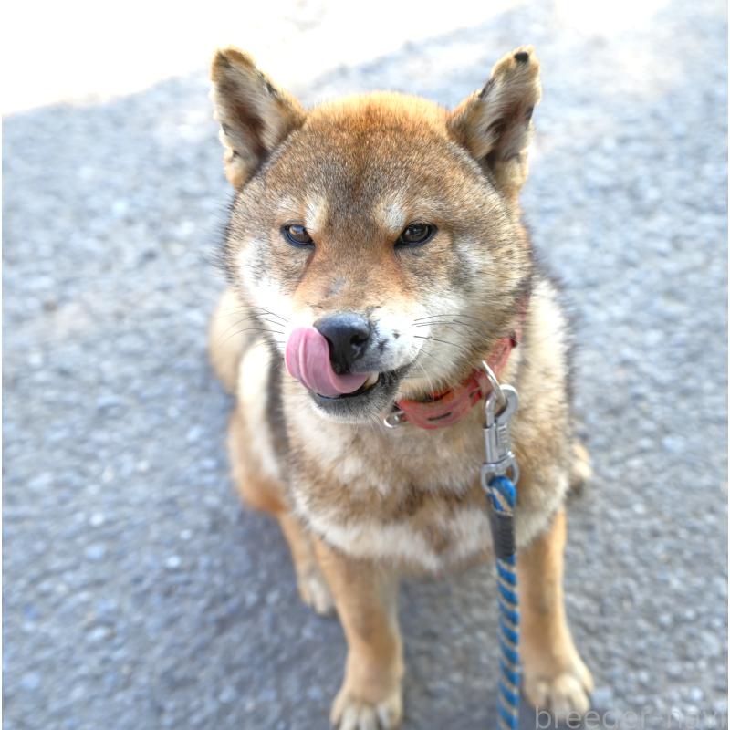 販売中の千葉県の柴犬-408687の4枚目
