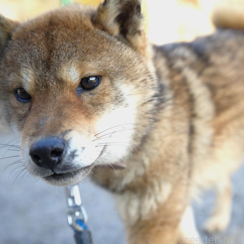 販売中の千葉県の柴犬-408687の3枚目