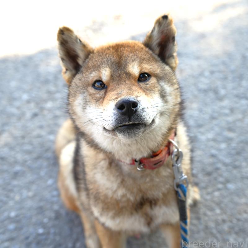 販売中の千葉県の柴犬-408687の2枚目