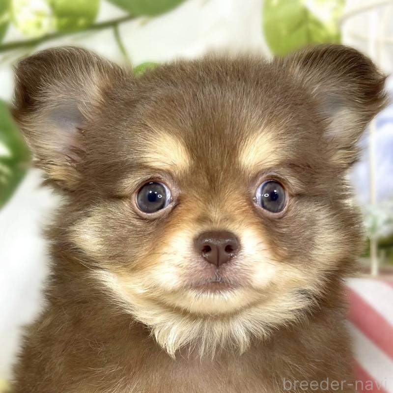 販売中の滋賀県のポメチワ:ポメラニアン×チワワ-447417