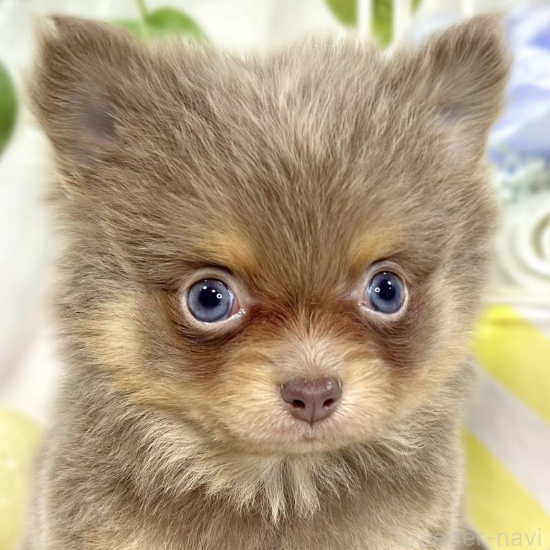 販売中の滋賀県のポメチワ:ポメラニアン×チワワ-447419